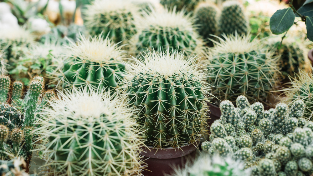 Diferentes e bonitos tipos de cactos pequenos para decoração