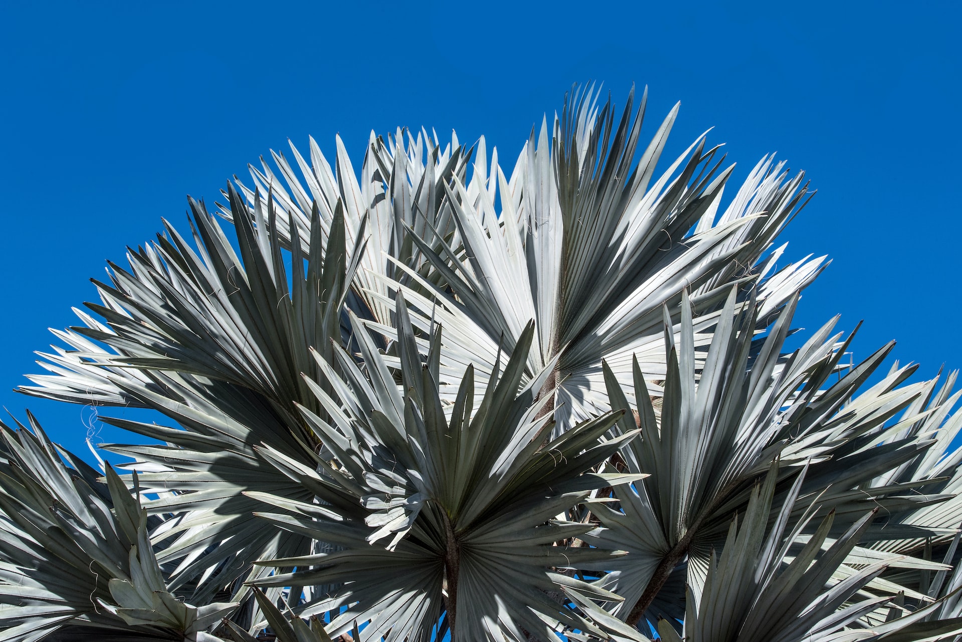 Leia mais sobre o artigo 4 dicas de como plantar e cuidar de uma palmeira azul (Bismarckia nobilis)