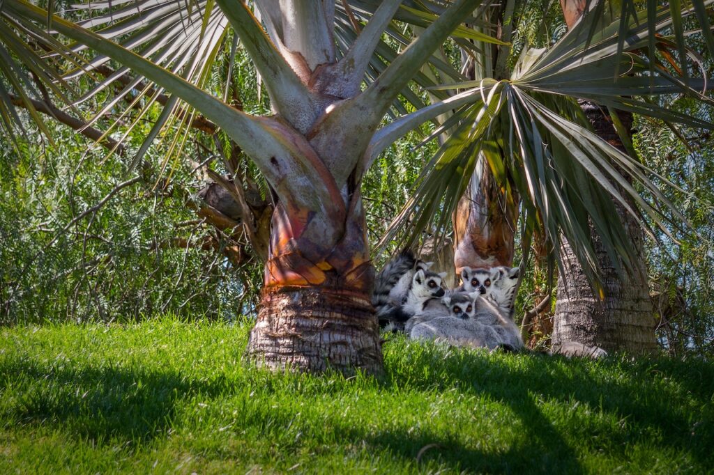 Palmeira Azul plantada com grama saudável e bem cuidada