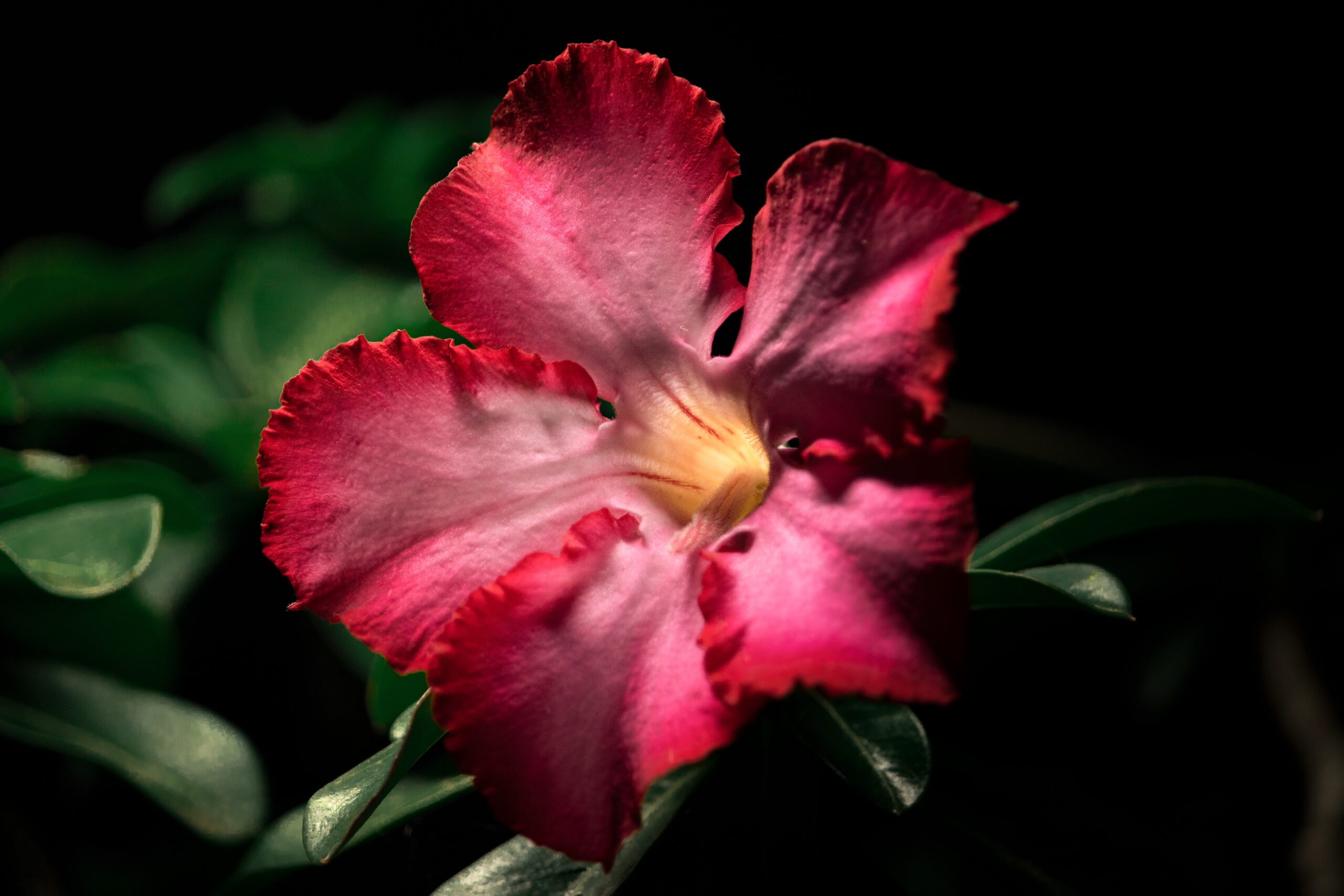 Plantas - Rosa do Deserto